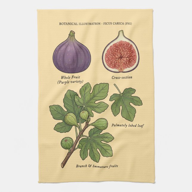 Paño De Cocina Planche Botanique Figue Ficus Carica  (Vertical)