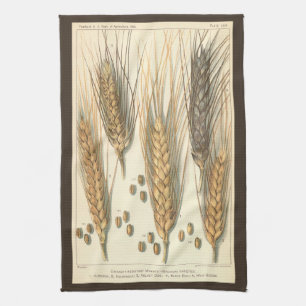 Paño De Cocina Planta de trigo resistente a la sequía, agricultur