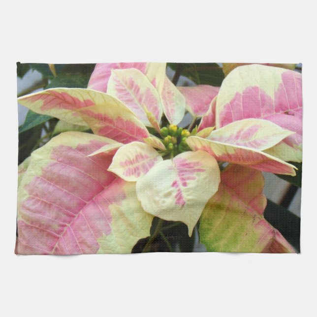 Paño De Cocina Poinsettia poner crema rosado (Horizontal)
