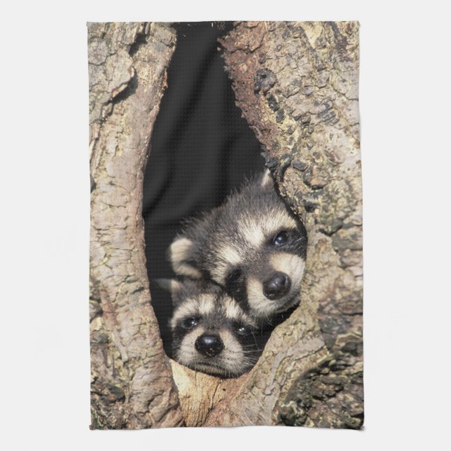 Paño De Cocina Raccoons para bebés en cavidad de árbol Procyon (Vertical)