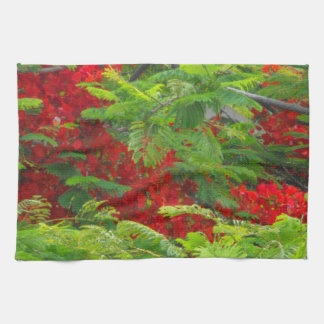 Paño De Cocina Real Poinciana