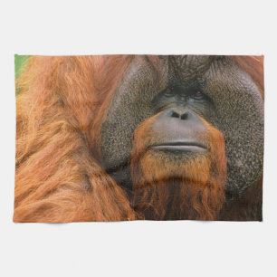 Paño De Cocina Retrato de Orangután macho, Georgia, EE. UU.