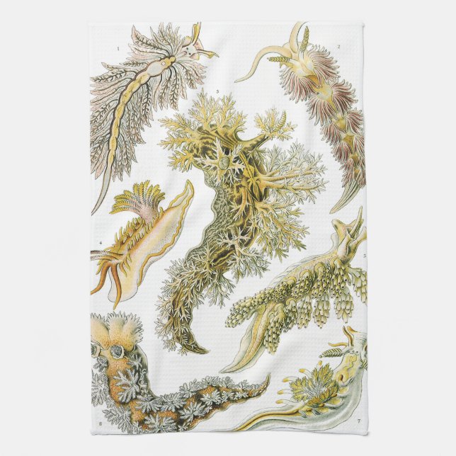 Paño De Cocina Saltos marinos por Ernst Haeckel, Nudibranchia vin (Vertical)