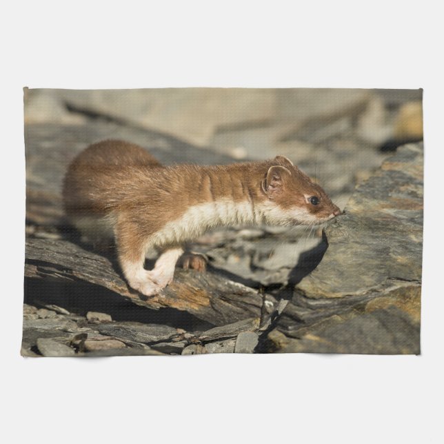 Paño De Cocina Sniffing Weasel (Horizontal)