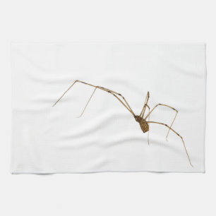 Paño De Cocina Spider