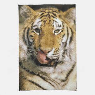 Paño De Cocina Tigre Zoológico de Michigan