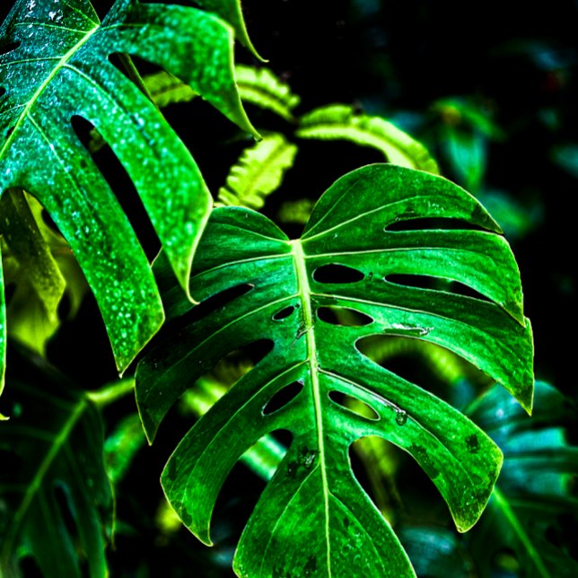 Paño De Cocina Tropical Monstera Glow – Jungle Leaf Photography (Subido por el creador)