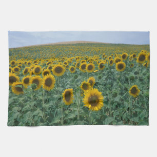Paño De Cocina UE, Francia, Provenza, Campo de girasoles