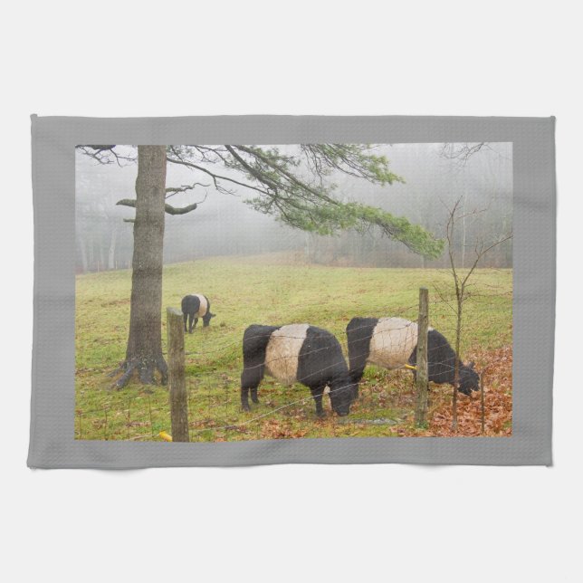 Paño De Cocina Vacas Galloway Belladas En Granja En Rockport Main (Horizontal)