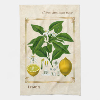 Paño De Cocina Vintage Herbal Plant Lemon Fruit Arte Botánico