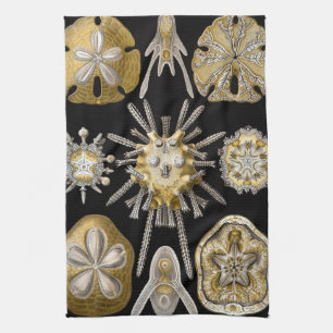 Paño De Cocina Vintage Sea Urchins Sand Dollars por Ernst Haeckel