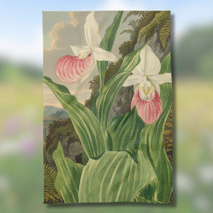 Paño De Cocina Zapatilla de Dama Rosa Orquídea Botánica Vintage