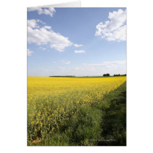 Panorama vertical de un campo de canola amarillo e