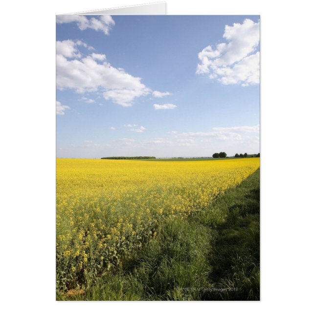 Panorama vertical de un campo de canola amarillo e (Frente)