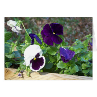 Pansia morada y blanca