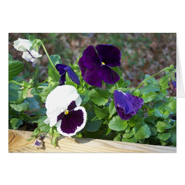 Pansia morada y blanca (Anverso (Horizontal))