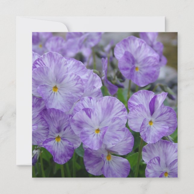 Pansias de campo (Anverso)