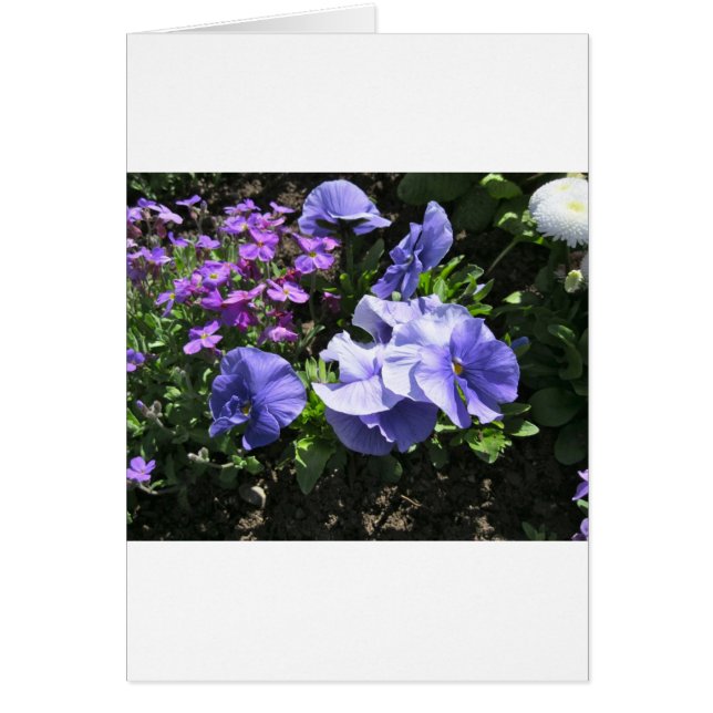 Pansias Shy Purple (Frente)