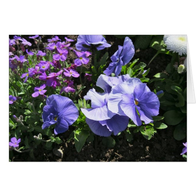 Pansias Shy Purple (Anverso (Horizontal))