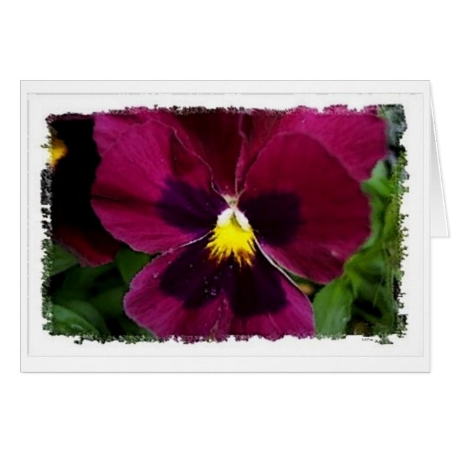 Pansie rojo (Anverso (Horizontal))