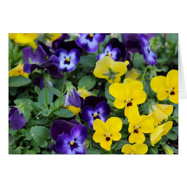 Pansies (Anverso (Horizontal))