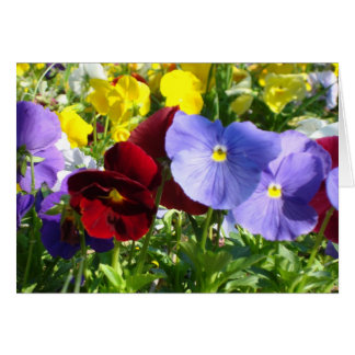 Pansies