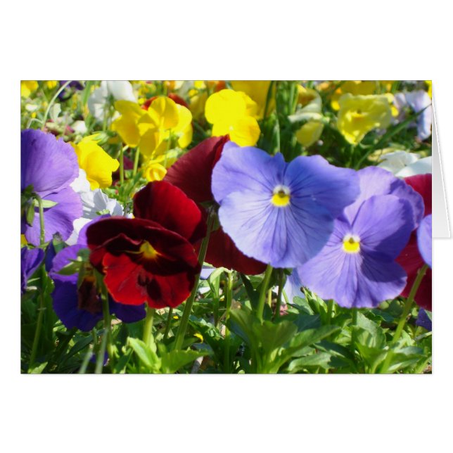Pansies (Anverso (Horizontal))