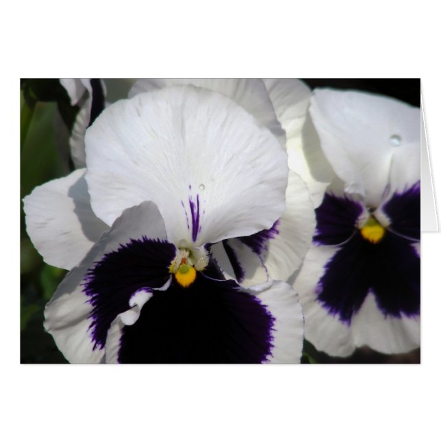 Pansies (Anverso (Horizontal))