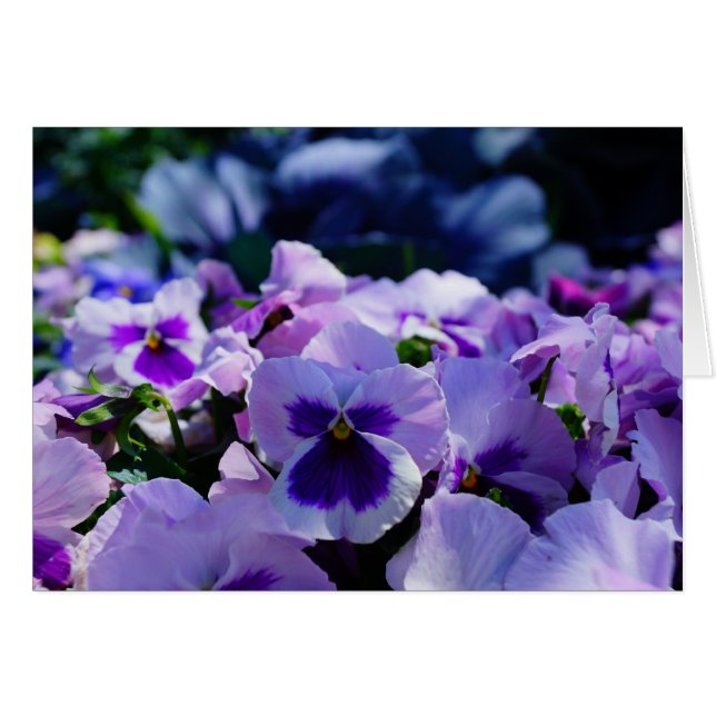 ¡Pansies azules y moradas! (Anverso (Horizontal))