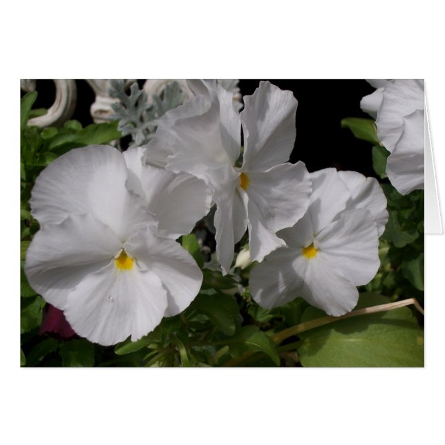 Pansies blancos (Anverso (Horizontal))