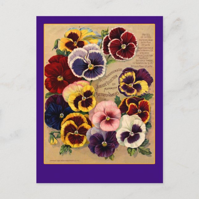Pansies brillantes Seed Packet Art en tarjetas (Anverso)