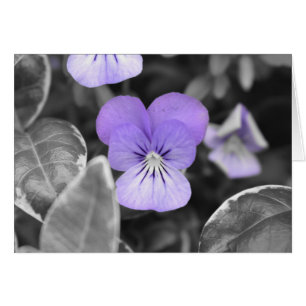 Pansies / Color aislado