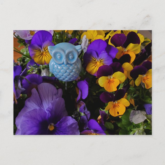 Pansies con postal de búho (Anverso)
