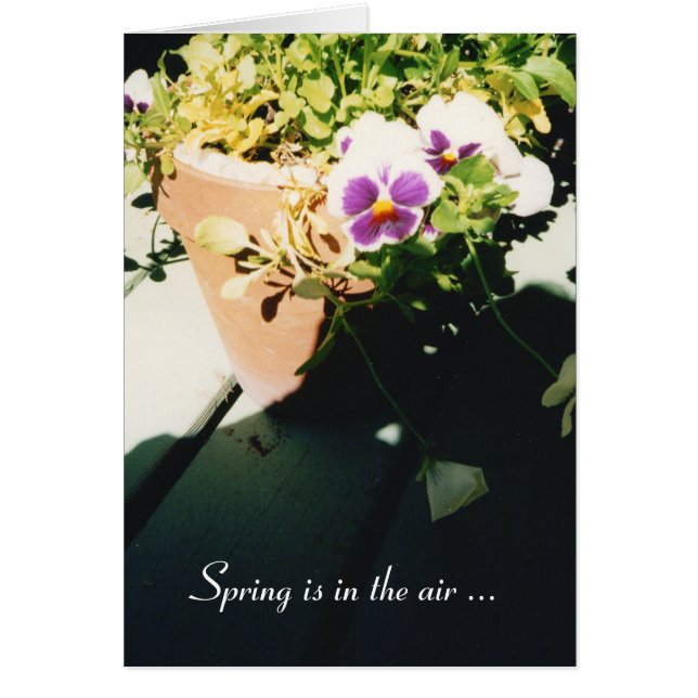 Pansies de primavera pusilánime (Frente)