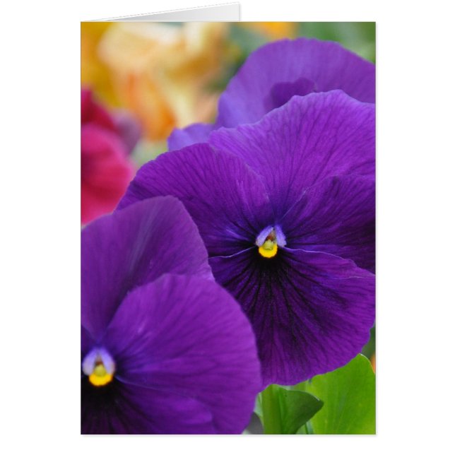 Pansies oculares de la mamá (Frente)
