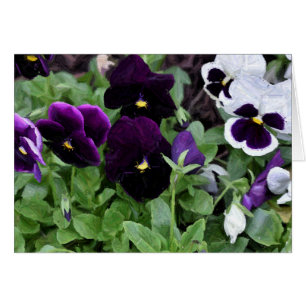 Pansies / pintura, tarjeta