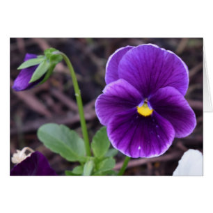Pansies, tarjeta