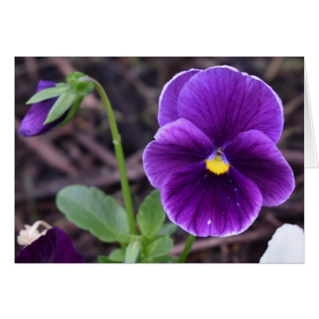 Pansies, tarjeta (Anverso (Horizontal))