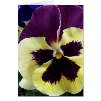 Pansy colorido