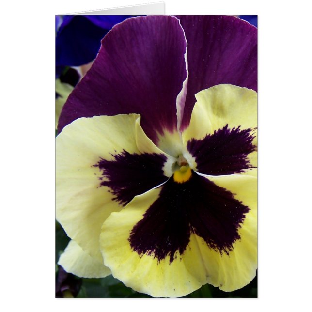 Pansy colorido (Frente)