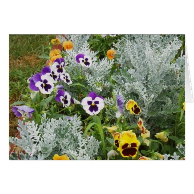 Pansy Garden (Anverso (Horizontal))