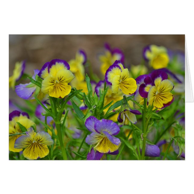Pansy Notecard (Anverso (Horizontal))