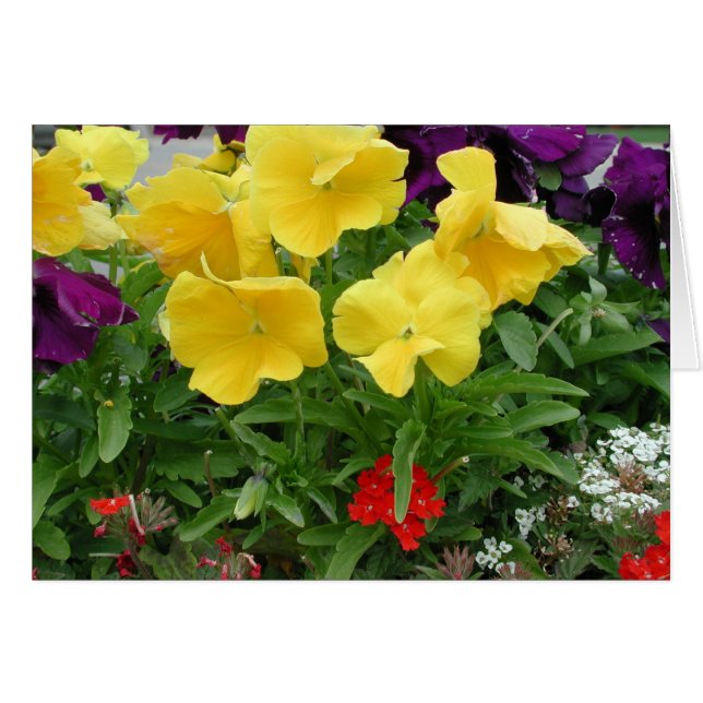 Pansy Pannier (Anverso (Horizontal))