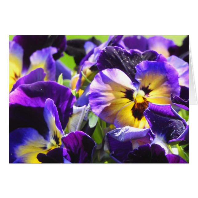 Pansy Small Gracias Cards, Small (4" x 5,6") (Anverso (Horizontal))