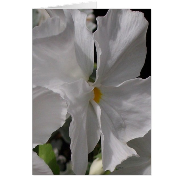 Pansy White (Frente)