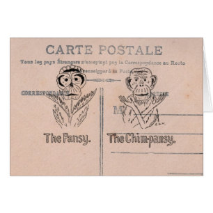 Pansy y chimpancé Humor