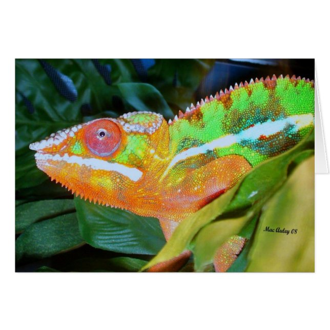 Panther Chameleon (Anverso (Horizontal))