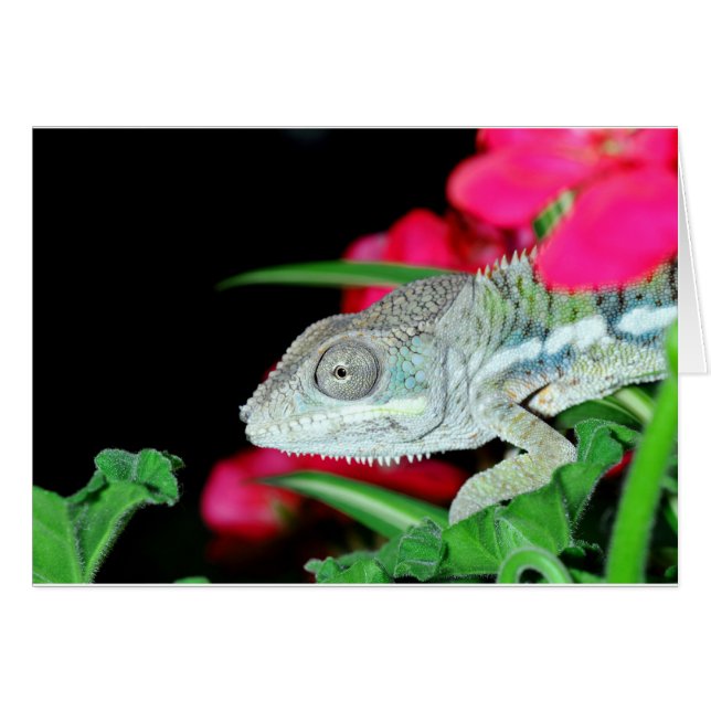 panther chameleon (Anverso (Horizontal))