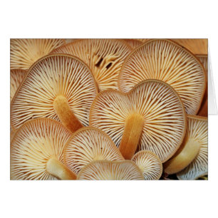 Papadas de la seta del Mycena anaranjado