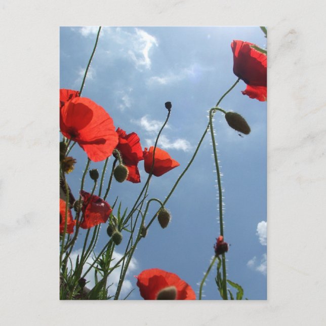 Papaminas al sol - postal (Anverso)